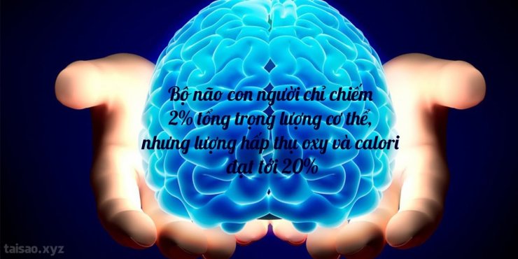 human-brain-1280x640.jpg