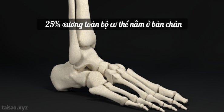 human-feet-bones-1-1280x640.jpg