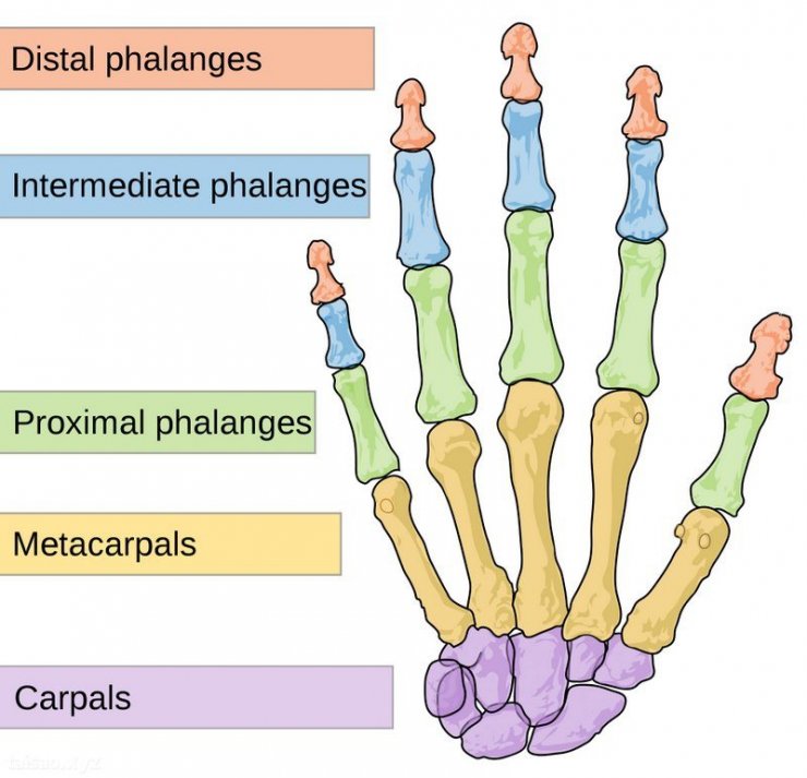 Human-hand.jpg