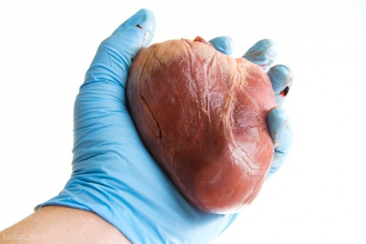 human-heart-768x512.jpg
