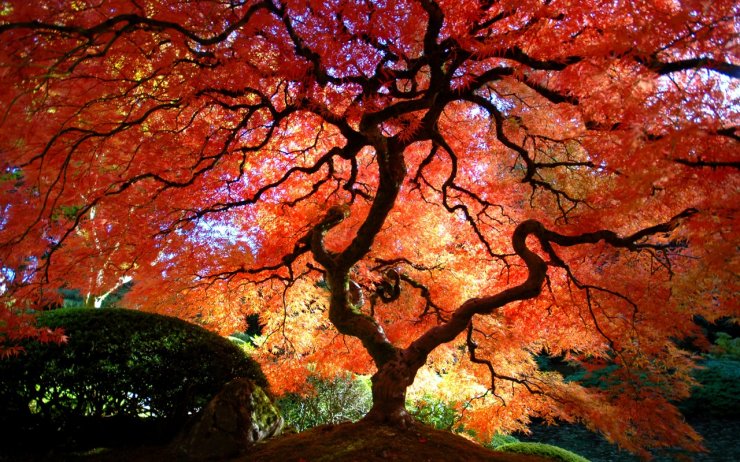 japanese-maple.jpg