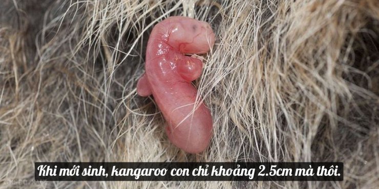 kangaroo-baby-1280x640.jpg