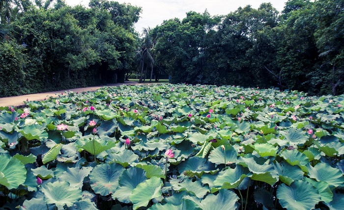 lang-sen-cua-que-huong-viet-nam_041215769.jpg