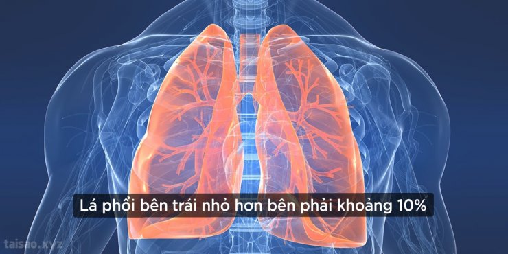 left-lung-smaller-right-lung.jpg