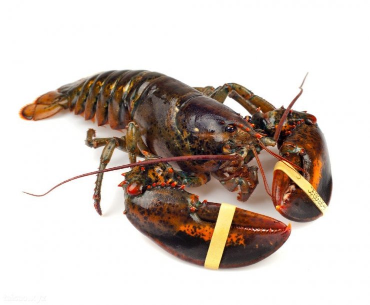 Live-Boston-Lobster.jpg