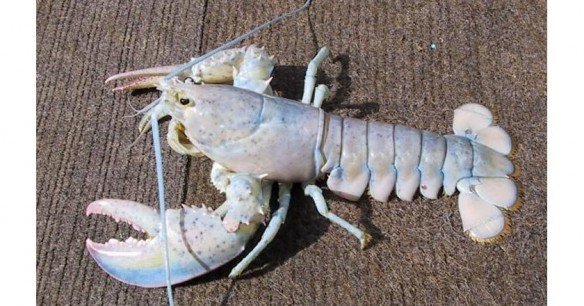 lobster-e1440345612282.jpg