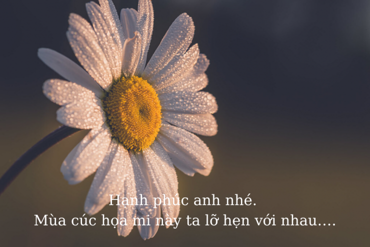luyen-thi-thu-khoa-vn-co-gai-chup-anh-ben-hoa-cuc-hoa-mi-03.png