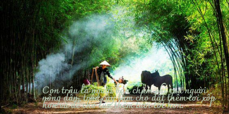 luyen-thi-thu-khoa-vn-con-trau.png