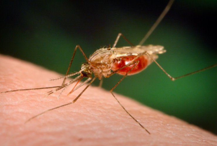 malaria-e1428650510200.jpg
