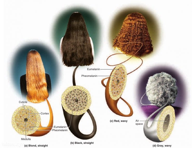 Mau-sac-toc.jpg