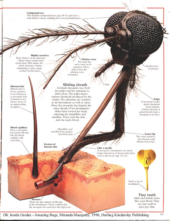 mosquito_mouthparts-e1428651214890.jpg