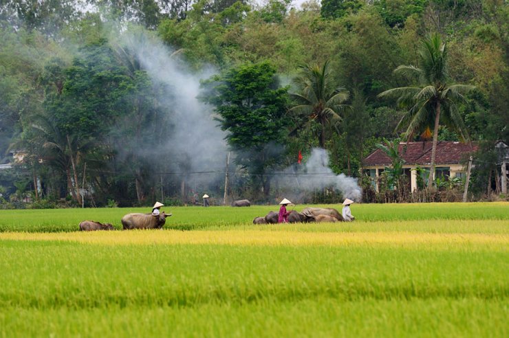mot-goc-thanh-binh-cua-que-huong-viet-nam_041215862.jpg