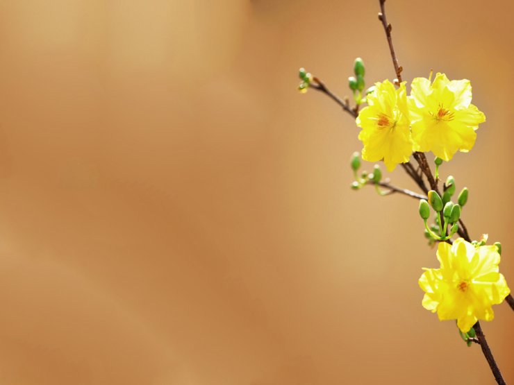 nen-background-hoa-mai-tet_105958587.jpg