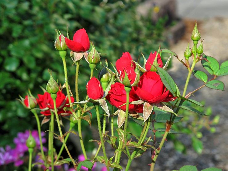 nhung-bong-hong-dep-nhat_114640680.jpg