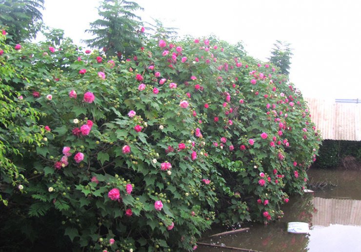 nhung-cay-hoa-phu-dung-dep_114230259.jpg