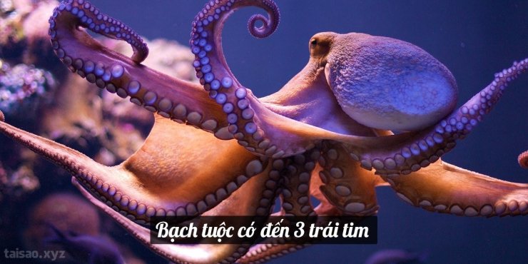 octopus-have-3-hearts-1-1280x640.jpg