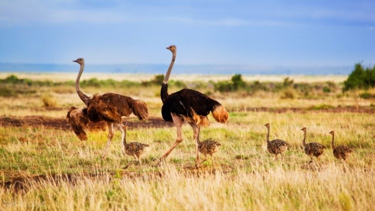 ostrich-family-768x432.jpg