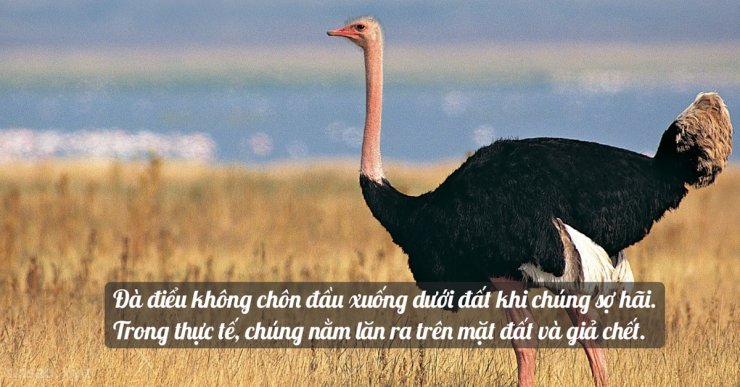 ostrich.jpg