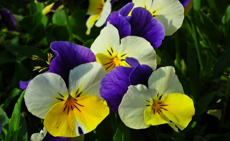 pansy-1_115107132.jpg