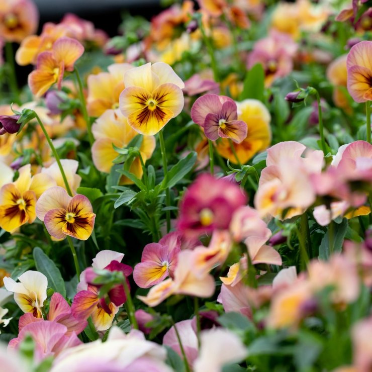 pansy-flower_115107163.jpg