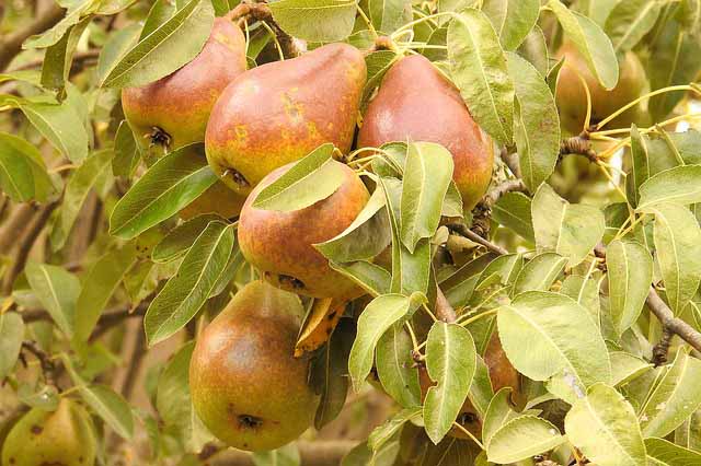 pears-1612531_640.jpg