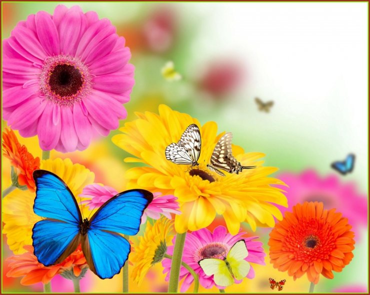 picture-spring-butterfly-flowers_053124584.jpg