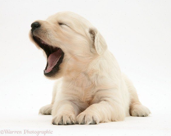 puppy-pictures-hd-wallpaper-32-e1428029248399.jpg