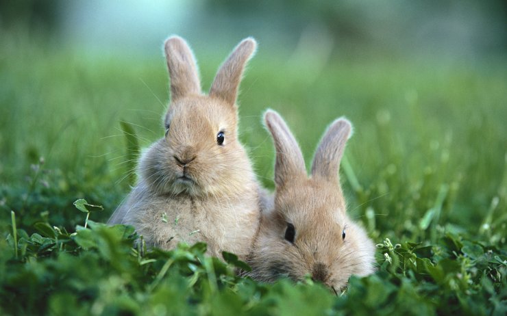 rabbit_114802080.jpg