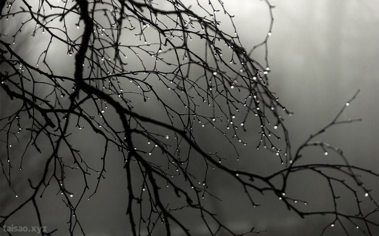 Rain-drops-on-the-branches.jpg