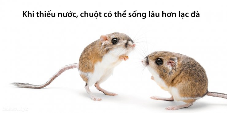 rat-1280x640.jpg
