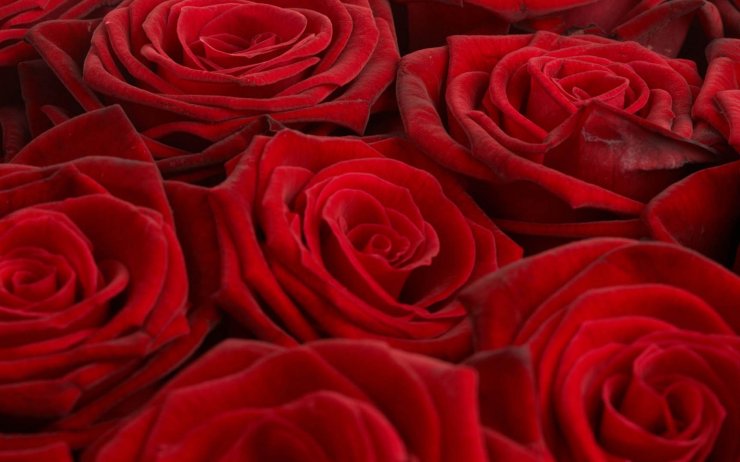 red-rose-background_114640893.jpg