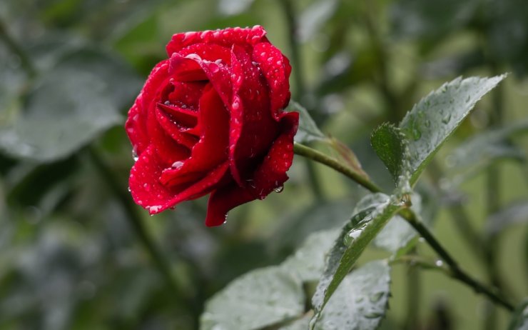 red-rose-image_114641030.jpg