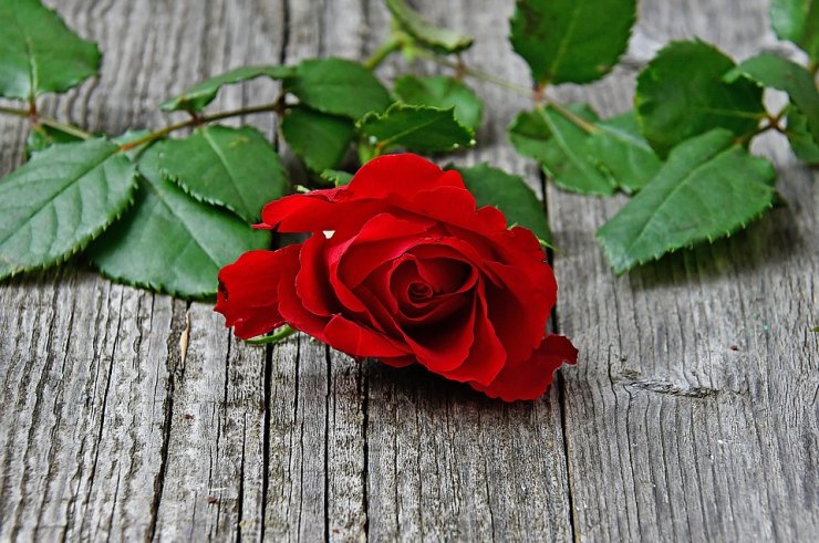 red-rose-wallpaper_114641068.jpg