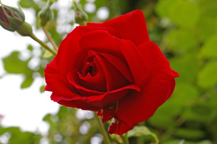 red-rose_114641091.jpg