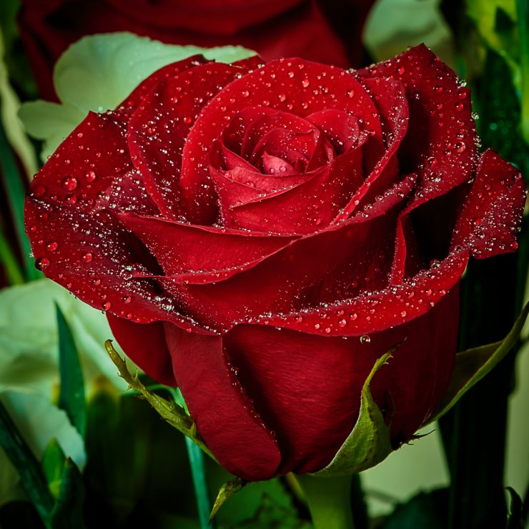 red-rose_114641278.jpg