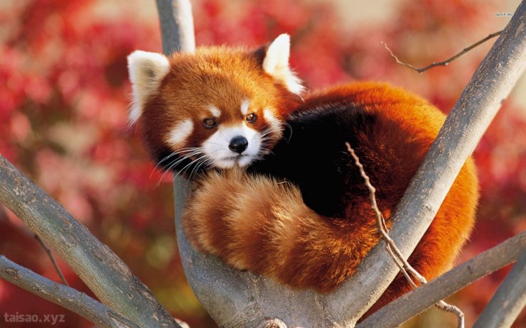 redpandaintree.jpeg