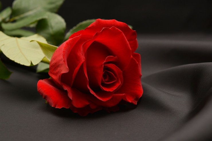 rose-image_114641308.jpg