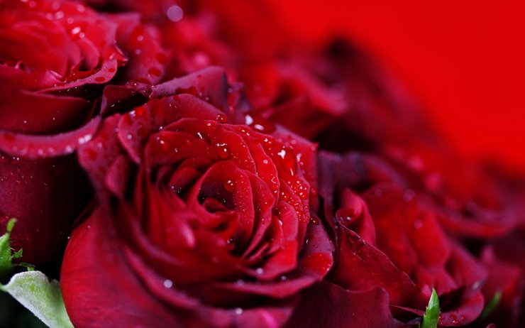 rose_114641341.jpg