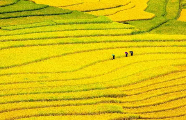 ruong-bac-thang-o-que-huong-viet-nam-vao-mua-gat_041216284.jpg
