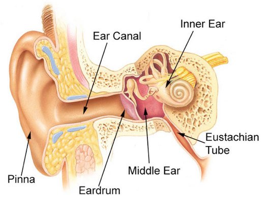 scuba_eustachian_tubes.jpg