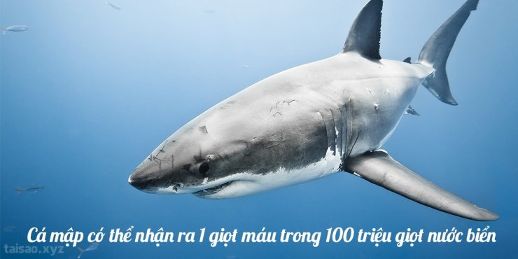 shark-1280x640.jpg