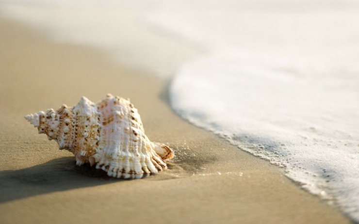Shell-on-the-Beach-1-1024x640.jpg