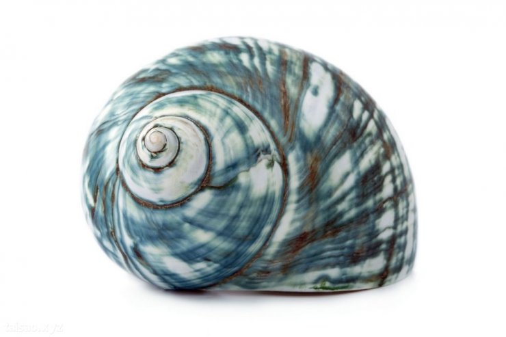shell2.jpg