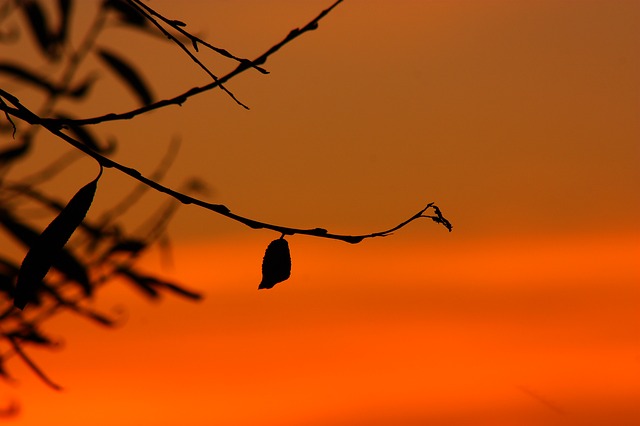 silhouette-251693_640.jpg