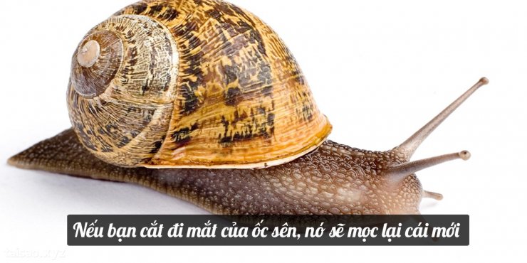 snail-1280x640.jpg