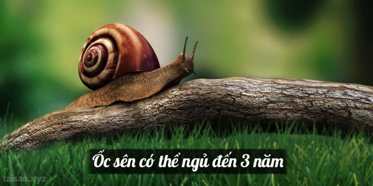 snail-hibernate-1280x640.jpg