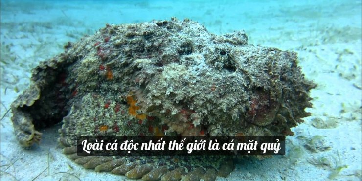 stonefish-1280x640.jpg