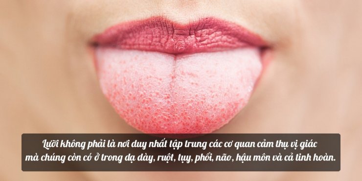 taste-receptors-1280x640.jpg
