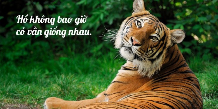 tiger-1280x640.jpg