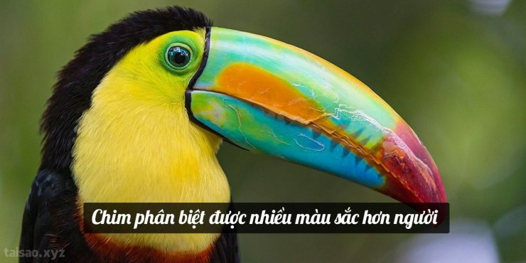 tucan-bird-1280x640.jpg